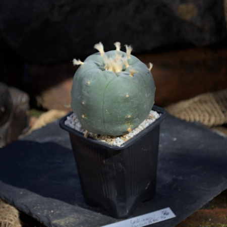 Lophophora williamsii SLP Kaktus 7cm Einzelstück