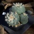 Mehrtriebige Lophophora diffusa Peña Blanca (3 Köpfe) Kulturpflanze