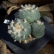 Mehrtriebige Lophophora diffusa Peña Blanca (3 Köpfe) Kulturpflanze