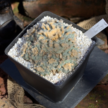 Lophophora williamsii Peyote Kaktus Cluster Jim Hogg Texas