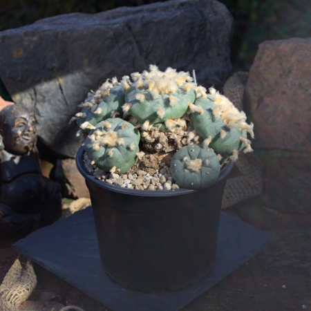 Lophophora williamsii Peyote Sierra de Paila Einzelstück