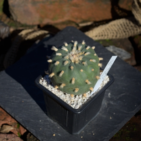 Lophophora fricii El Amparo 6,7cm Einzelstück eingetopft