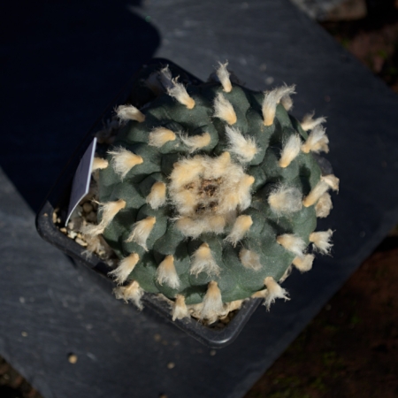 Lophophora Kaktus in Topf – Aufsicht | Lophophora Shop