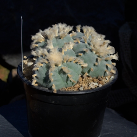 Lophophora Kaktus im Topf – Seitenansicht | Lophophora Shop