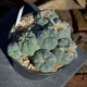 Lophophora williamsii Cluster - 8-köpfige Gruppe im Topf