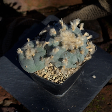 Lophophora Kaktus im Topf – Seitenansicht | Lophophora Shop