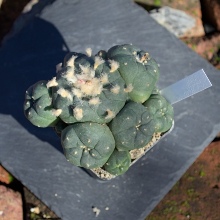 Lophophora jourdaniana Cluster 12 Köpfe eingetopft