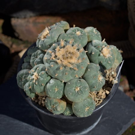 Lophophora fricii La Pa Solitär Kaktus mit vielen Sprossen