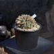Peyote Kaktus (Lophophora williamsii) mit ausgeprägter Wolle