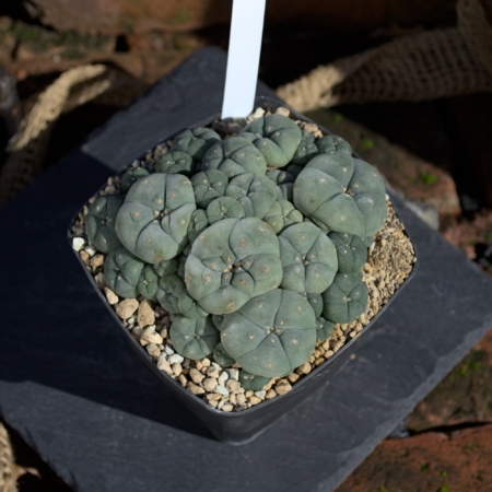 Lophophora Jourdaniana Cluster viele Köpfe eingetopft