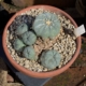 Lophophora williamsii v. Villa Arista Einzelstück mit mehreren Köpfen in Topf.