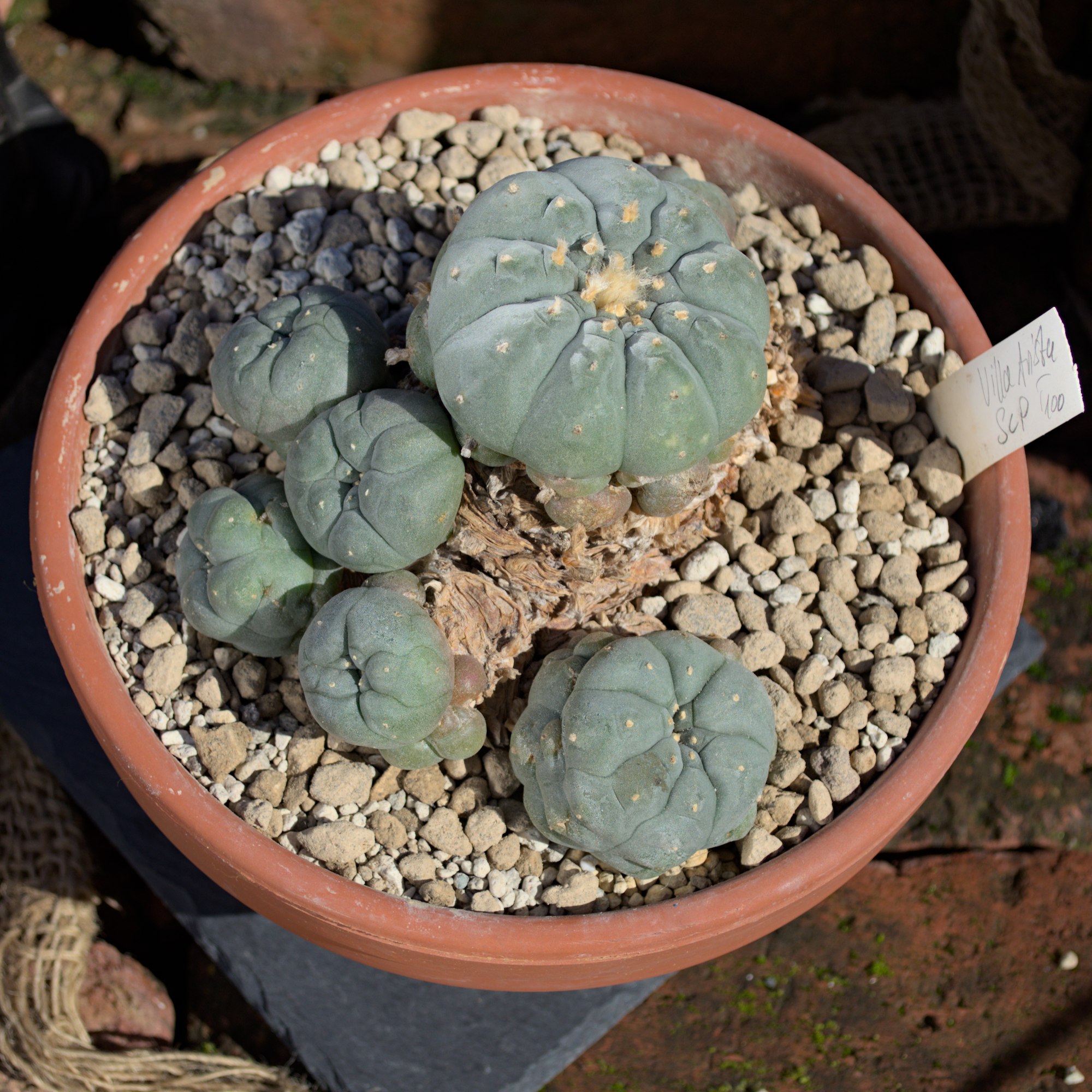 Peyote Kaktus - Lophophora williamsii v. Villa Arista (Einzelstck)