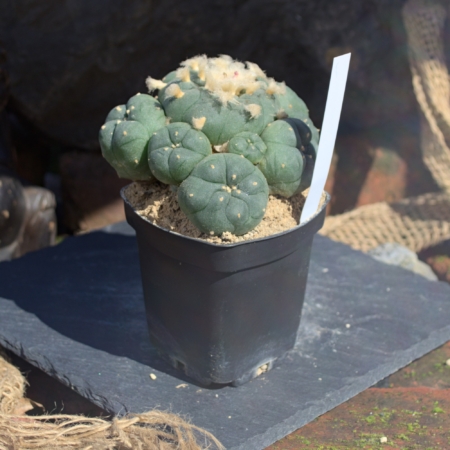 Lophophora jourdaniana Cluster 12 Köpfe eingetopft