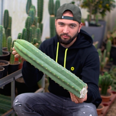 Mann hält einen 50cm San Pedro Steckling (Trichocereus pachanoi)