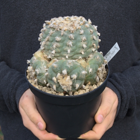 Lophophora williamsii v. cristata blauer Knubbelkaktus