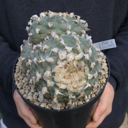 Lophophora williamsii blauer Kaktus mit dichter Wolle