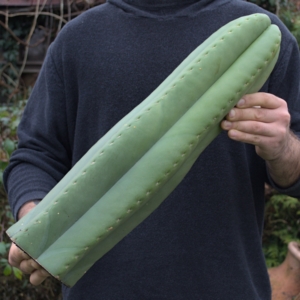 Einzelst&uuml;ck massiver Trichocereus scopulicola FR991 Kopfsteckling 52 cm dornenloser San Pedro in H&auml;nden