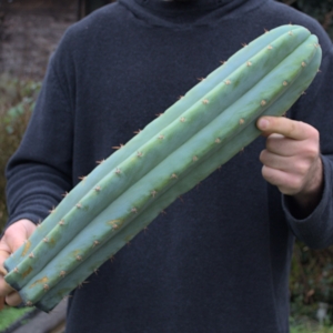 Blue Pachanoi *Einzelst&uuml;ck* 50cm