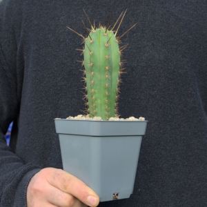 Peruvianus eingetopft &ndash; Kr&auml;ftiger, bewurzelter Trichocereus peruvianus