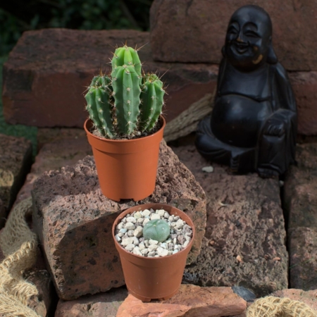 Lophophora williamsii (Peyote) mit 2cm Durchmesser im 5,5cm Topf und mehrstämmiger Trichocereus bridgesii (Bolivian Torch) mit 2-5cm Größe im 5,5cm Topf, arrangiert auf Ziegelsteinen.
