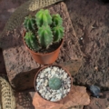 Vogelperspektive auf Kakteen-Set: Lophophora williamsii und Trichocereus bridgesii Gruppe in 5,5 cm Töpfen auf roten Ziegeln.