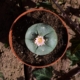 Lophophora williamsii Peyote Kaktus 4,5cm eingetopft mit rosa Blüte Ansicht von oben.