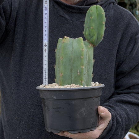 Ein eingetopfter Trichocereus pachanoi (San Pedro) Kopfsteckling mit einem großen neuen Austrieb an der Seite. Ein weißer Gliedermaßstab im Hintergrund dient als Größenreferenz.