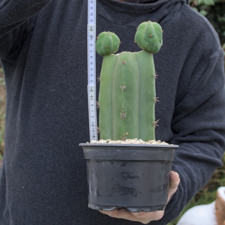 Ein kräftiger Trichocereus pachanoi (San Pedro Kaktus) in einem schwarzen Topf, beschnitten am Kopf mit zwei neuen, grünen Austrieben. Ein weißer Gliedermaßstab zeigt eine Höhe von ca. 22 cm ab Erdkante.
