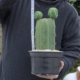 Ein kräftiger Trichocereus pachanoi (San Pedro Kaktus) in einem schwarzen Topf, beschnitten am Kopf mit zwei neuen, grünen Austrieben. Ein weißer Gliedermaßstab zeigt eine Höhe von ca. 22 cm ab Erdkante.