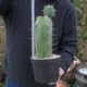 Ein tiefgrüner, kräftiger Trichocereus peruvianus Kaktus in einem schwarzen Topf, gehalten von einer Person. Der Kaktus zeigt markante, lange Dornen und einen frischen Ableger (Puppe) an der Spitze. Ein Maßband zeigt eine Gesamthöhe von ca. 50 cm.