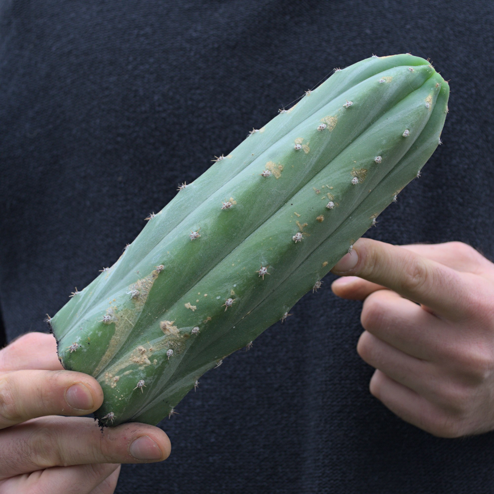 San Pedro "Ogun-Einzelstck"