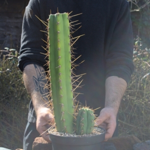 Trichocereus peruvianus: Kr&auml;ftiger Solit&auml;r mit zweifachem Neuaustrieb (39 cm)