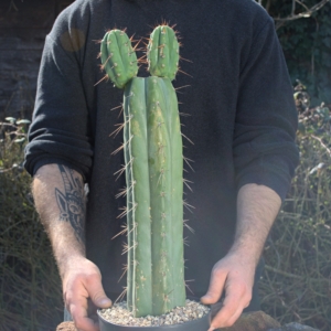 Trichocereus peruvianus: Stattlicher Kaktus mit Doppel-Austrieb (37 cm)