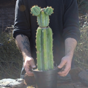 Trichocereus pachanoi: Spektakul&auml;rer San Pedro mit dreifacher Krone