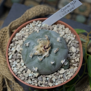 Lophophora williamsii (Las Cruces, San Luis Potos&iacute;) &ndash; Prachtst&uuml;ck mit Neben kopf