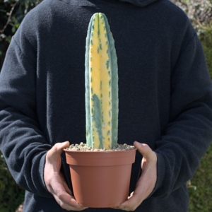 San Pedro Pachanoi Variegat in Top-Qualit&auml;t Einzelst&uuml;ck