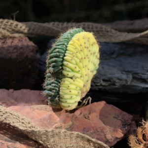 Peruvianus LEMON Cristate-Variegate