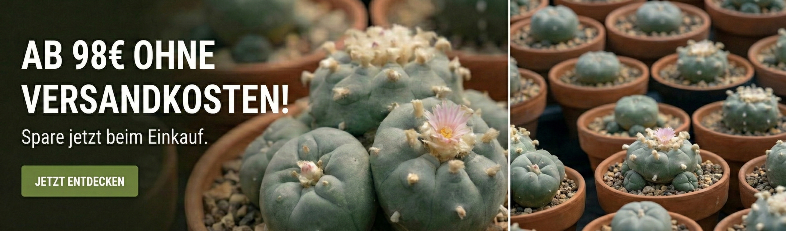 Werbebanner für Lophophora Kakteen: Nahaufnahme von blühenden Lophophora-Kakteen in Tontöpfen mit dem Text „Ab 98 € ohne Versandkosten“ und einem grünen Button „Jetzt entdecken“.