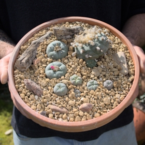 Peyote-Landschaft in der Design-Schale &ndash; Exklusives Ensemble f&uuml;r Liebhaber