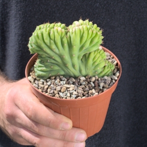 San Pedro Cristate &ndash; Exklusives Einzelst&uuml;ck in skulpturaler Kammform
