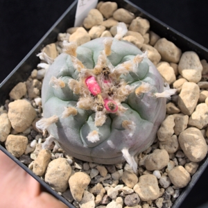 Lophophora williamsii San Antonio de Castillo &ndash; Exklusives Einzelst&uuml;ck aus Nuevo Le&oacute;n