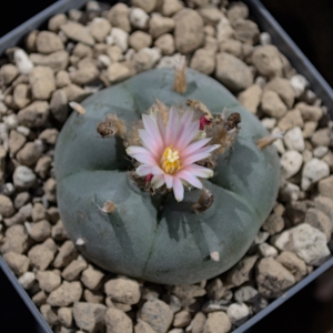 Lophophora williamsii San Luis Potos&iacute; v. Cedral &ndash; Makelloser 6 cm Einzelkopf