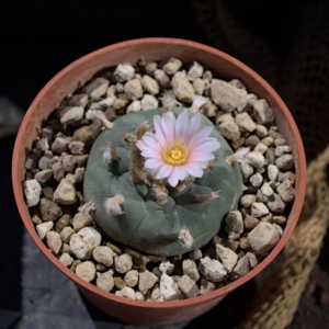 Lophophora williamsii San Luis Potos&iacute; &ndash; Bl&uuml;hf&auml;higer 5,5 cm Einzelkopf
