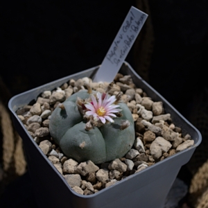 Lophophora williamsii San Luis Potos&iacute; v. Cedral