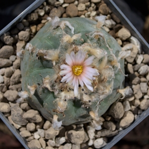 Lophophora williamsii Huizache &bdquo;El Coyote&ldquo; &ndash; M&auml;chtiger 7 cm XXL-Einzelkopf