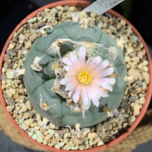 Einzelst&uuml;ck: Lophophora williamsii v. Cedral (SLP)