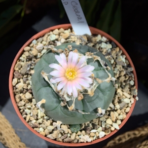 Einzelst&uuml;ck: Lophophora williamsii v. Cedral (SLP)
