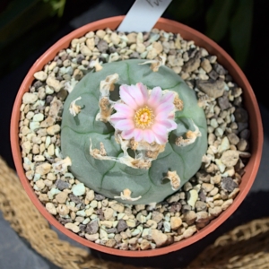 Einzelst&uuml;ck: Lophophora williamsii v. Cedral (SLP)