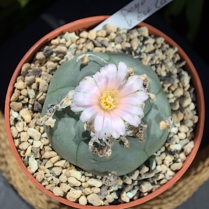 Einzelst&uuml;ck: Lophophora williamsii v. Estaci&oacute;n Catorce (SLP)