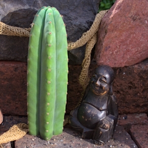 San Pedro "Ogun-Einzelst&uuml;ck"